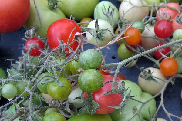 Rijpe en onrijpe tomaten