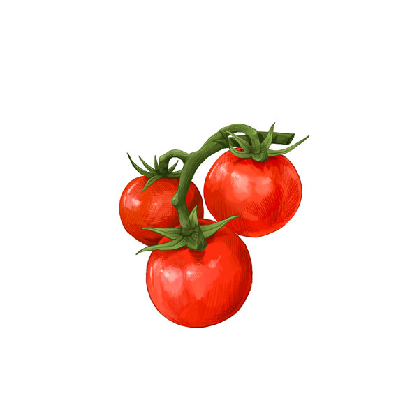 Illustratie: drie rijpe rode tomaten aan een tros