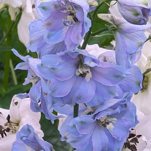 Hoge ridderspoor (Delphinium cultorum) met lichtblauwe bloemen