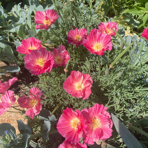 Californische goudpapaver 'Rose Chiffon' (Eschscholzia californica) met roze bloemen