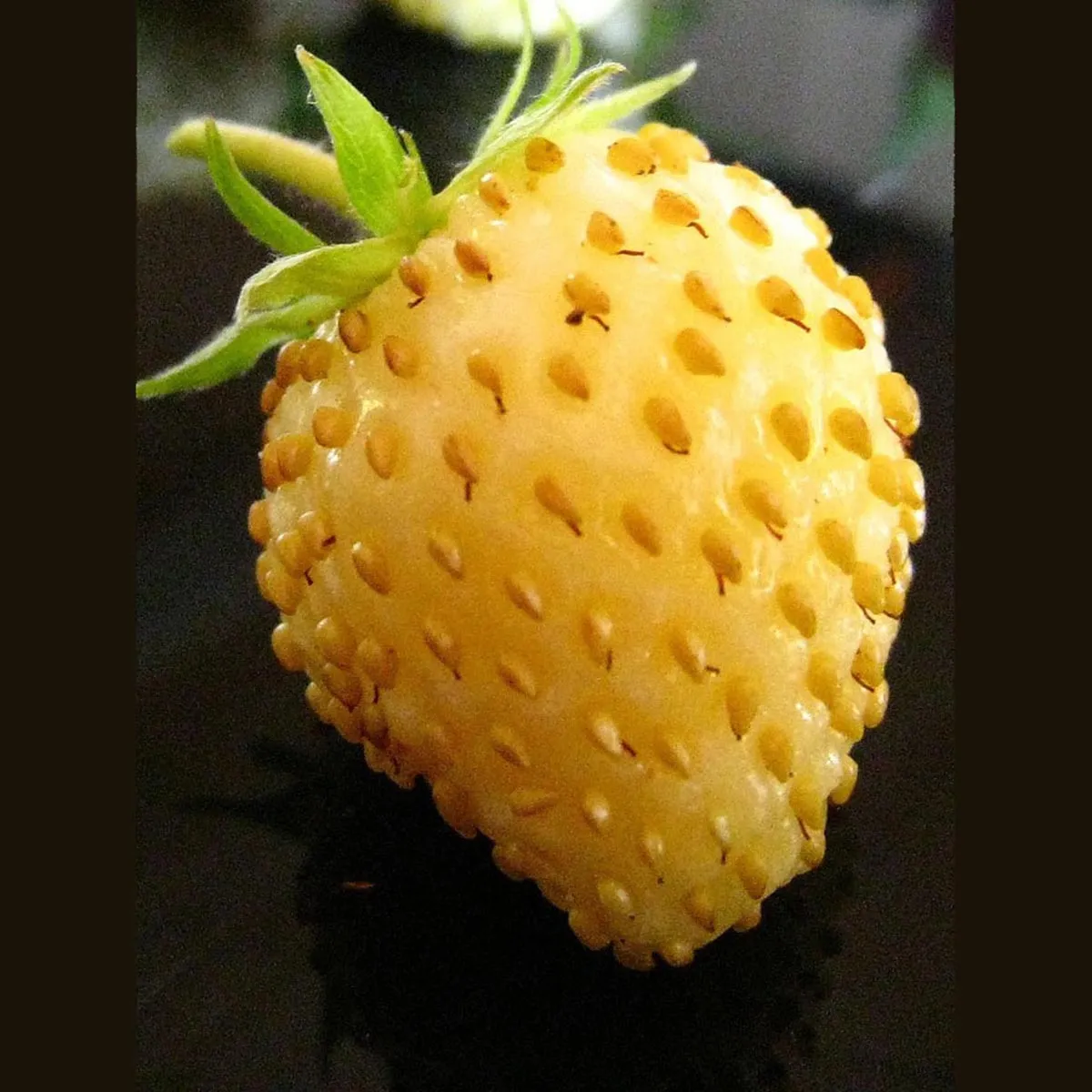 Weiße Erdbeere 'Yellow Wonder' (Fragaria vesca) Samen