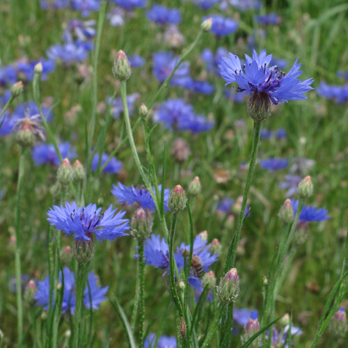 Korenbloemen (Centaurea cyanus) met helderblauwe bloemen en knoppen in een weide