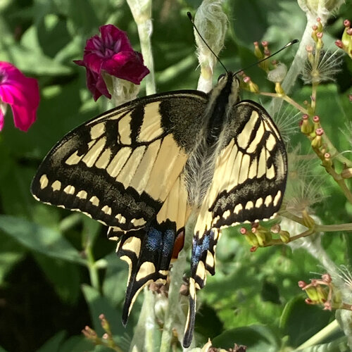 Koninginnenpage zuigt nectar op een bloem, met roze bloemen ernaast