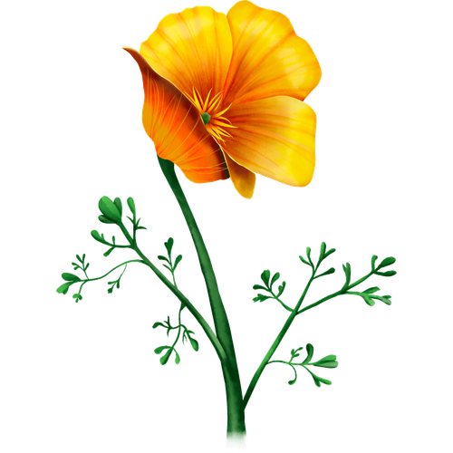 Californische klaproos