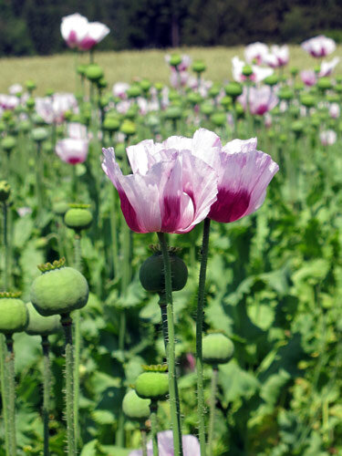 Slaapbol (Papaver somniferum) met wit-paarse bloemen en groene zaaddozen in een veld