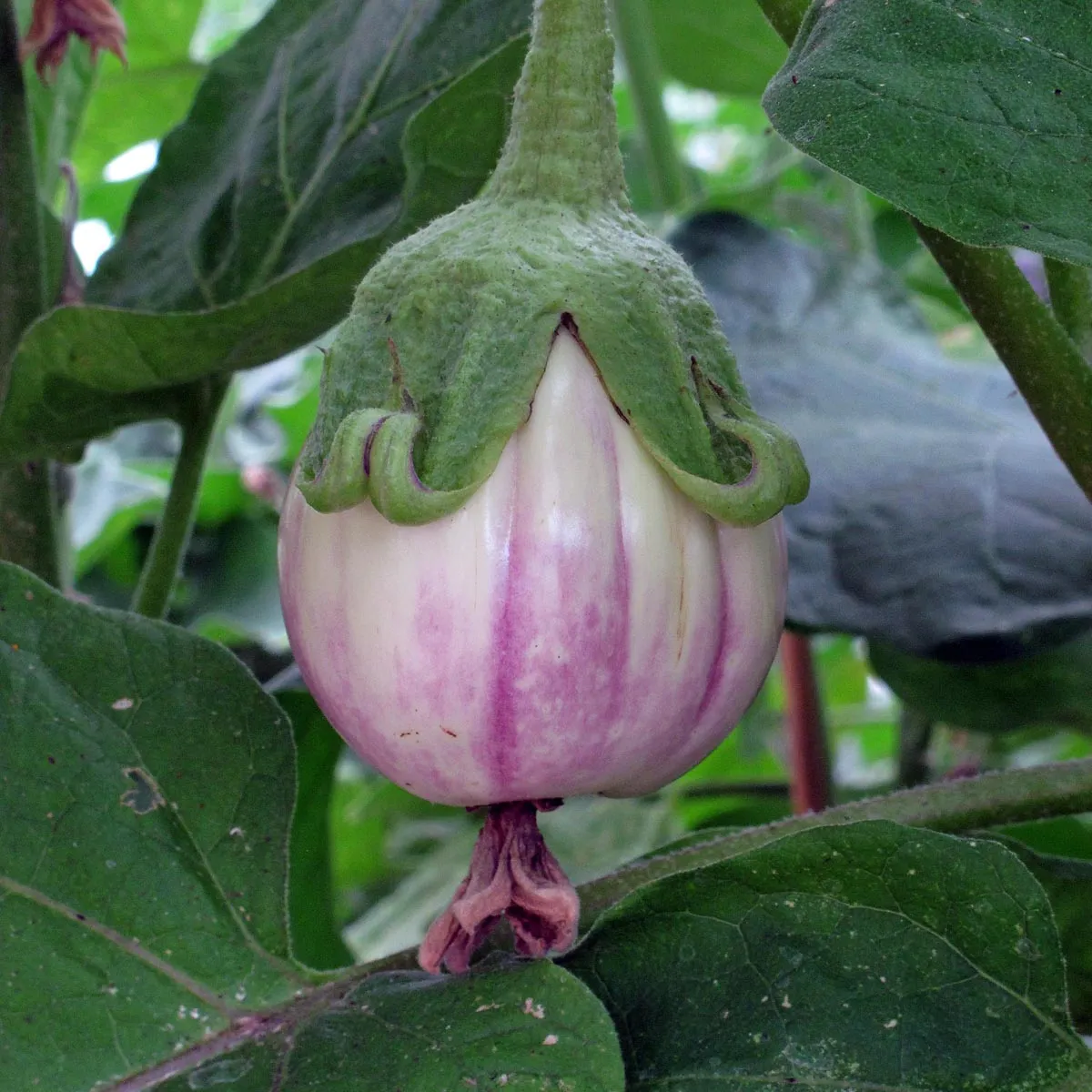 Gestreifte Aubergine 'Rotonda bianca sfumata di rosa' (Solanum melongena) Samen