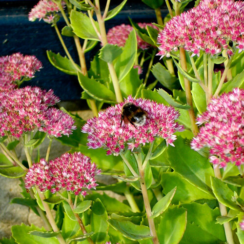 Hemelsleutel (Sedum spectabile) met roze bloemschermen, op een ervan zit een hommel