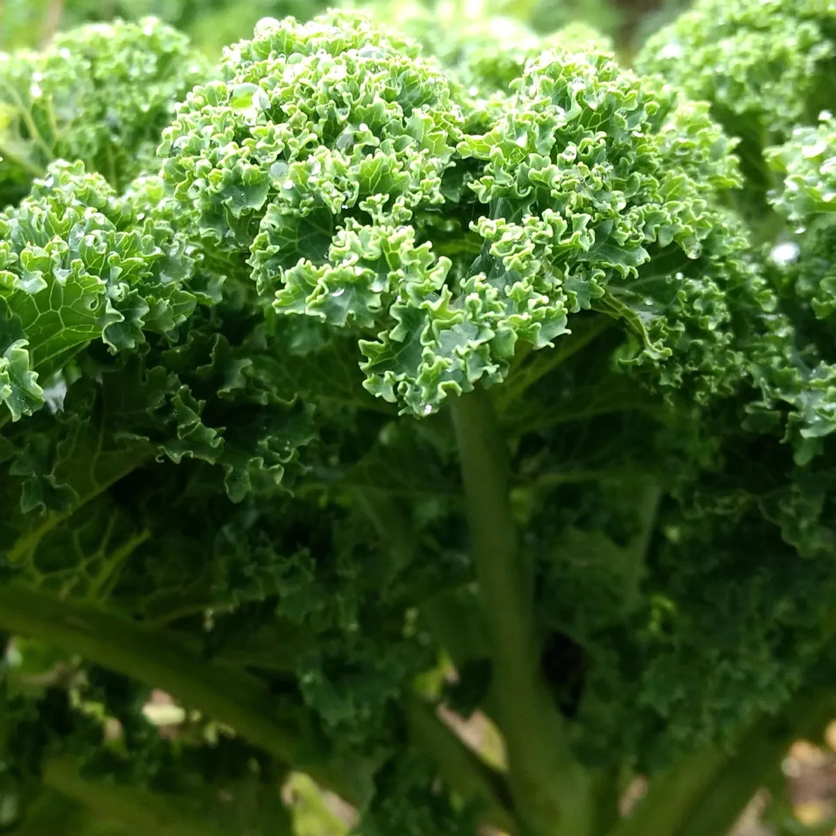 Grünkohl 'Lerchenzungen' (Brassica oleracea convar. acephala var. sabellica) Bio Saatgut