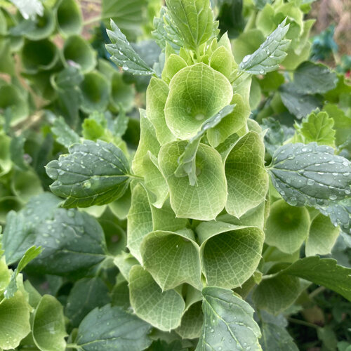 Schelpbloem met lichtgroene, schelpvormige kelken langs de stengel