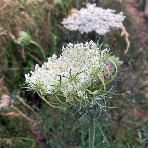 Wilde peen (Daucus carota) met een fijn wit bloemscherm