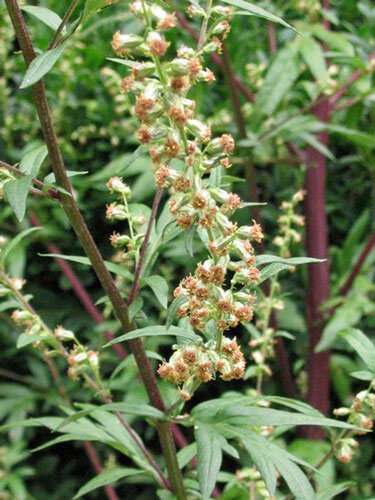 Bijvoet (Artemisia vulgaris) met kleine bloemhoofdjes aan roodachtige stengels
