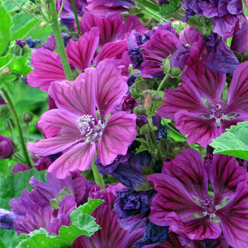 Mauritaanse kaasjeskruid met paarse, donker geaderde bloemen