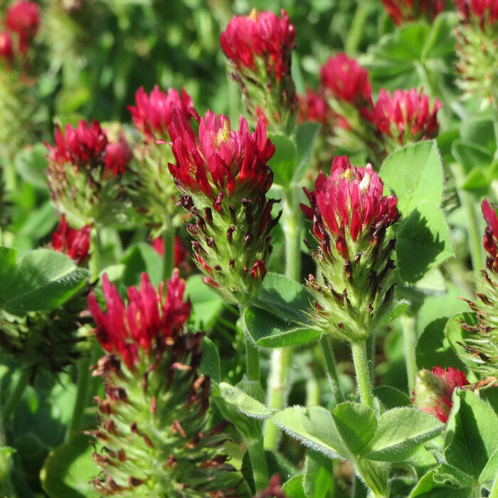 Incarnaatklaver (Trifolium incarnatum) met felrode, langwerpige bloemhoofdjes