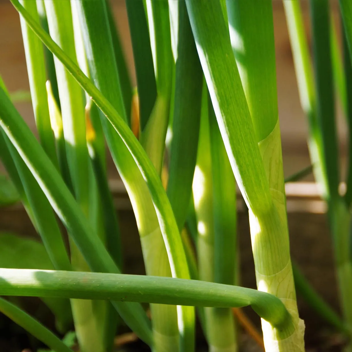 Frühlingszwiebeln 'Ishikura' (Allium fistulosum) Samen