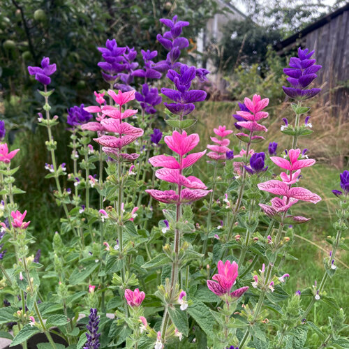 Bontkopsalie (Salvia viridis) met roze en paarse schutbladeren in de tuin