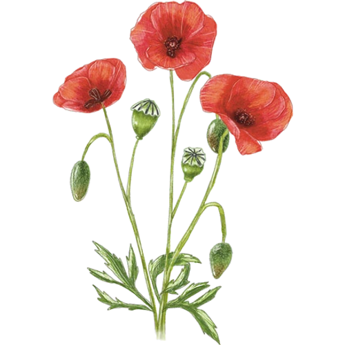Papavers