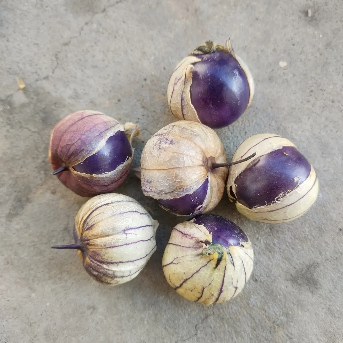 Violetter Tomatillo 'Purple' (Physalis ixocarpa) Bio Samen