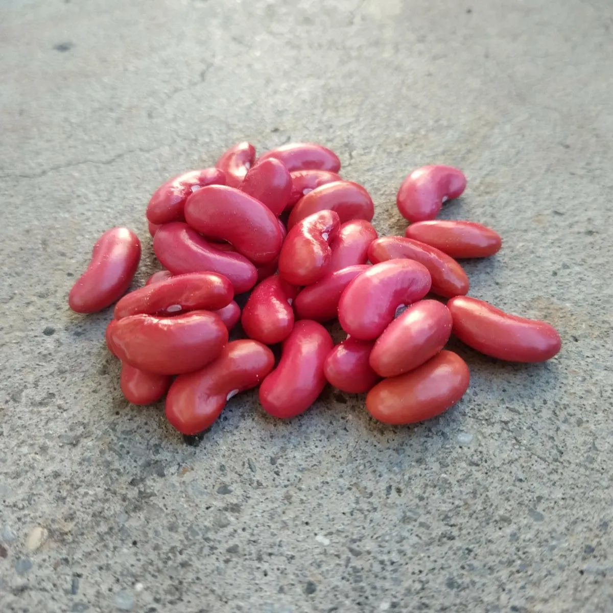 Buschbohne 'Canadian Wonder' (Phaseolus vulgaris) Bio Saatgut