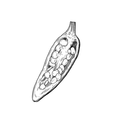 Tekening: opengesneden chilipeper met rijpe zaden