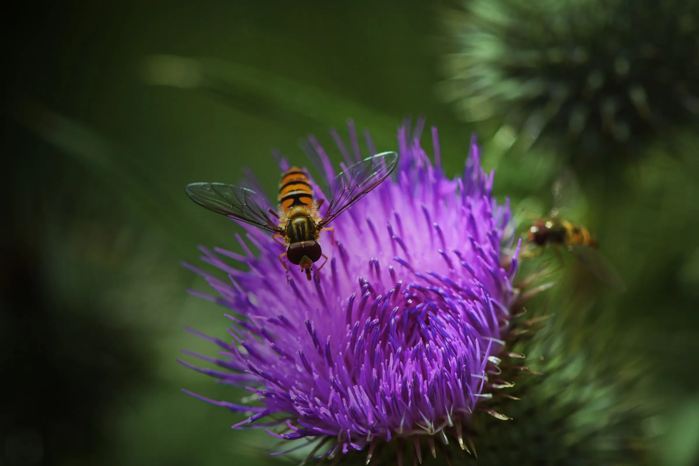 Honigbiene an einer violetten Distelblüte