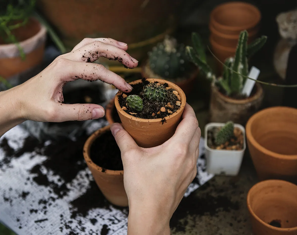 Cactussen zaaien