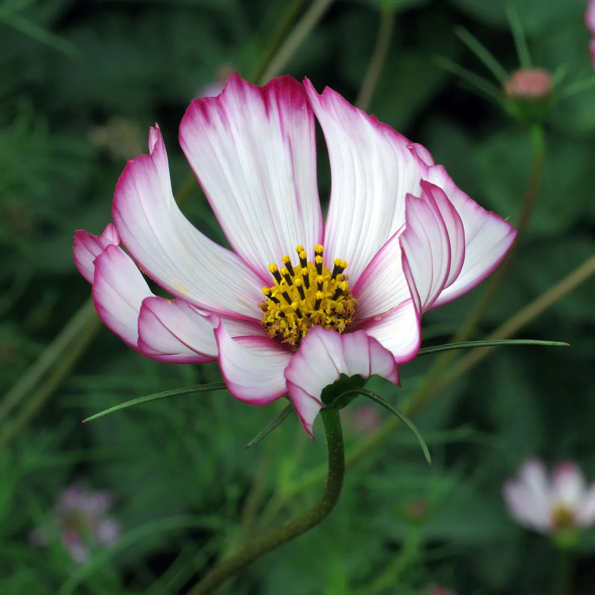 Zweifarbige Cosmea / Schmuckkörbchen 'Sensation Candy Stripe' (Cosmos bipinnatus) Samen