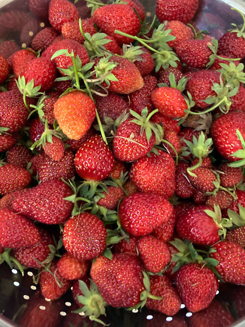 Vers geplukte aardbeien in een vergiet