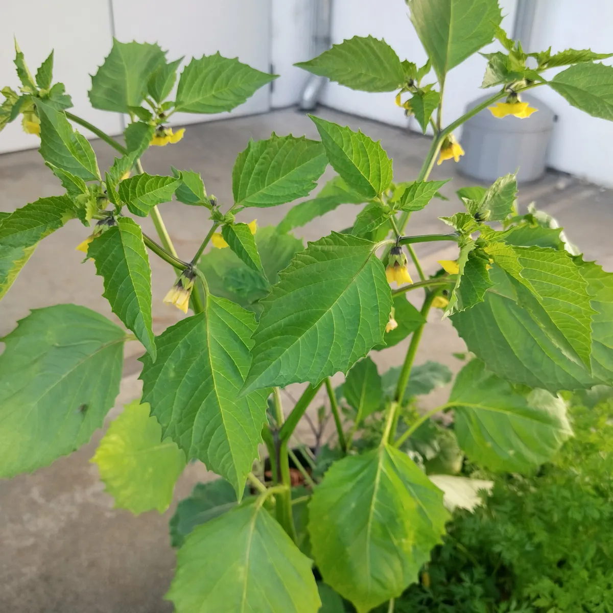 Violetter Tomatillo 'Purple' (Physalis ixocarpa) Bio Samen