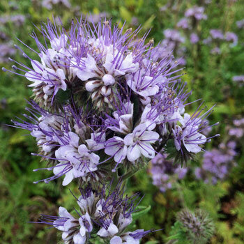 Lila bloeiwijze van Bijenvriend (Phacelia tanacetifolia)