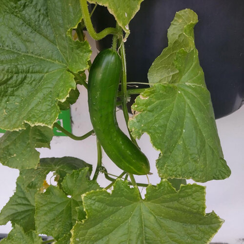 Komkommer 'Tanja' (Cucumis sativus): gladde donkergroene vrucht aan de plant