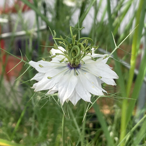 Witte bloem van juffertje-in-het-groen (Nigella damascena) met fijn verdeelde schutbladen