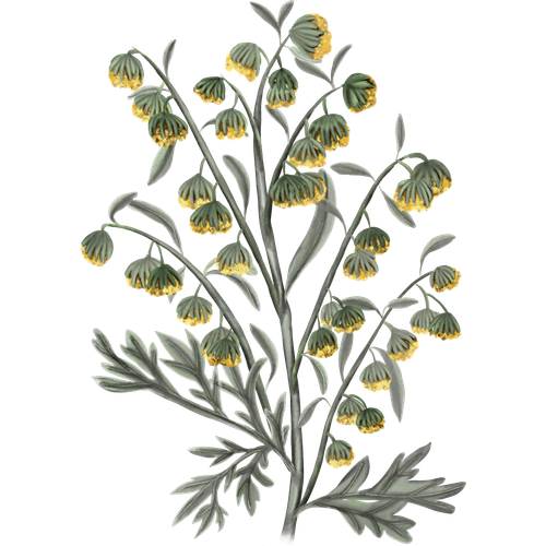 Artemisia soorten