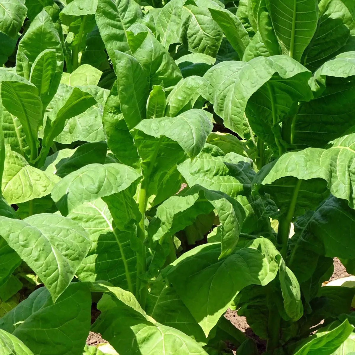 Havanna Tabak 'Havanna Dunkelrot' (Nicotiana tabacum) Samen