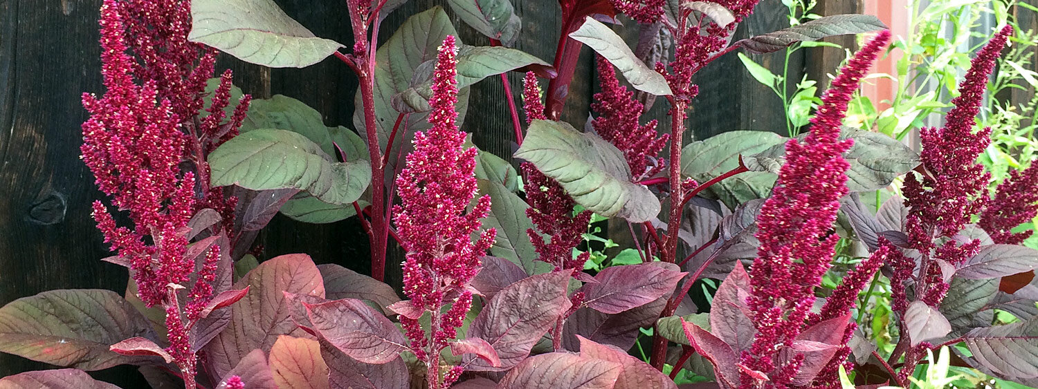 Kleine majer (Amaranthus lividus)
