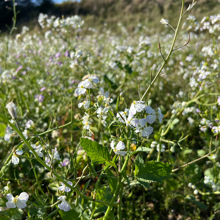 Veld met wit bloeiende bladrammenas (Raphanus sativus) als groenbemester