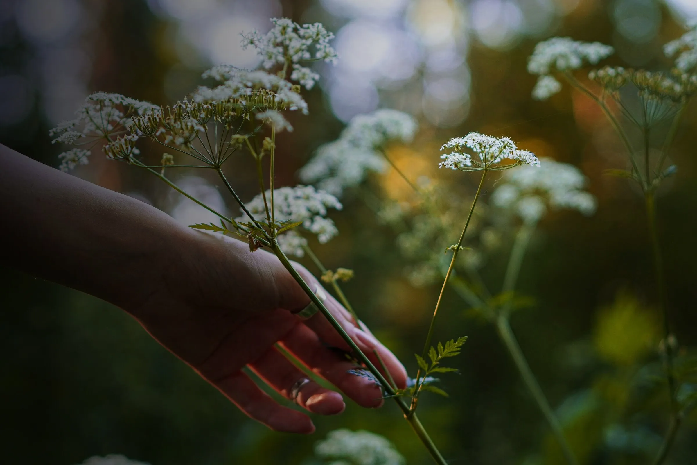 Hand pflückt weiße Doldenblüten am Wegrand