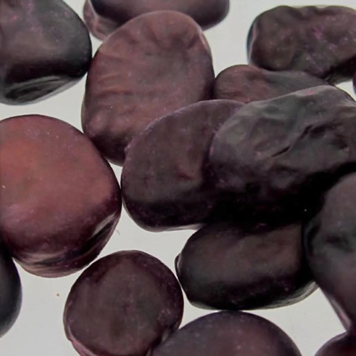 Dicke Bohne 'Extra precoce a grano violetto' (Vicia faba) Samen