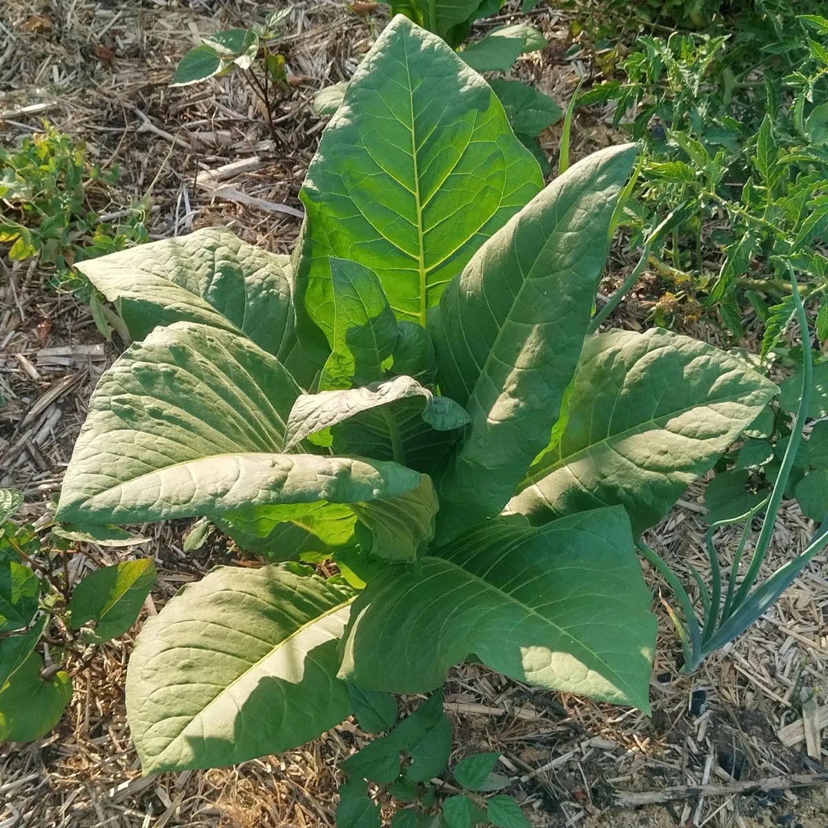 Tabak 'Badischer Geudertheimer' (Nicotiana tabacum) Samen