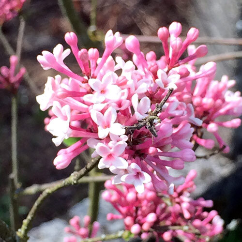 Geursneeuwbal (Viburnum farreri) met roze bloemtrosjes aan kale takken