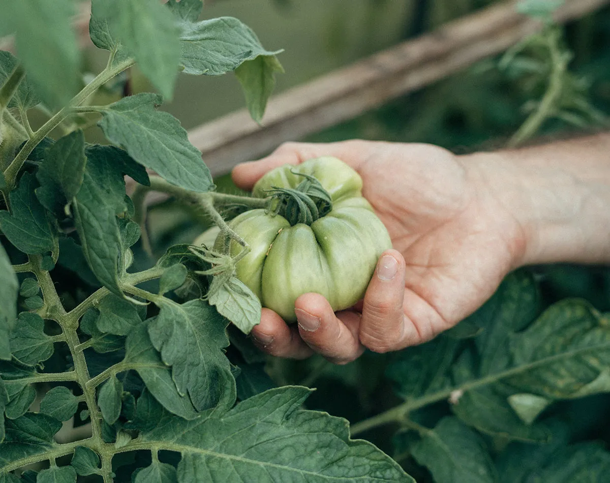 Tomaten zaaien