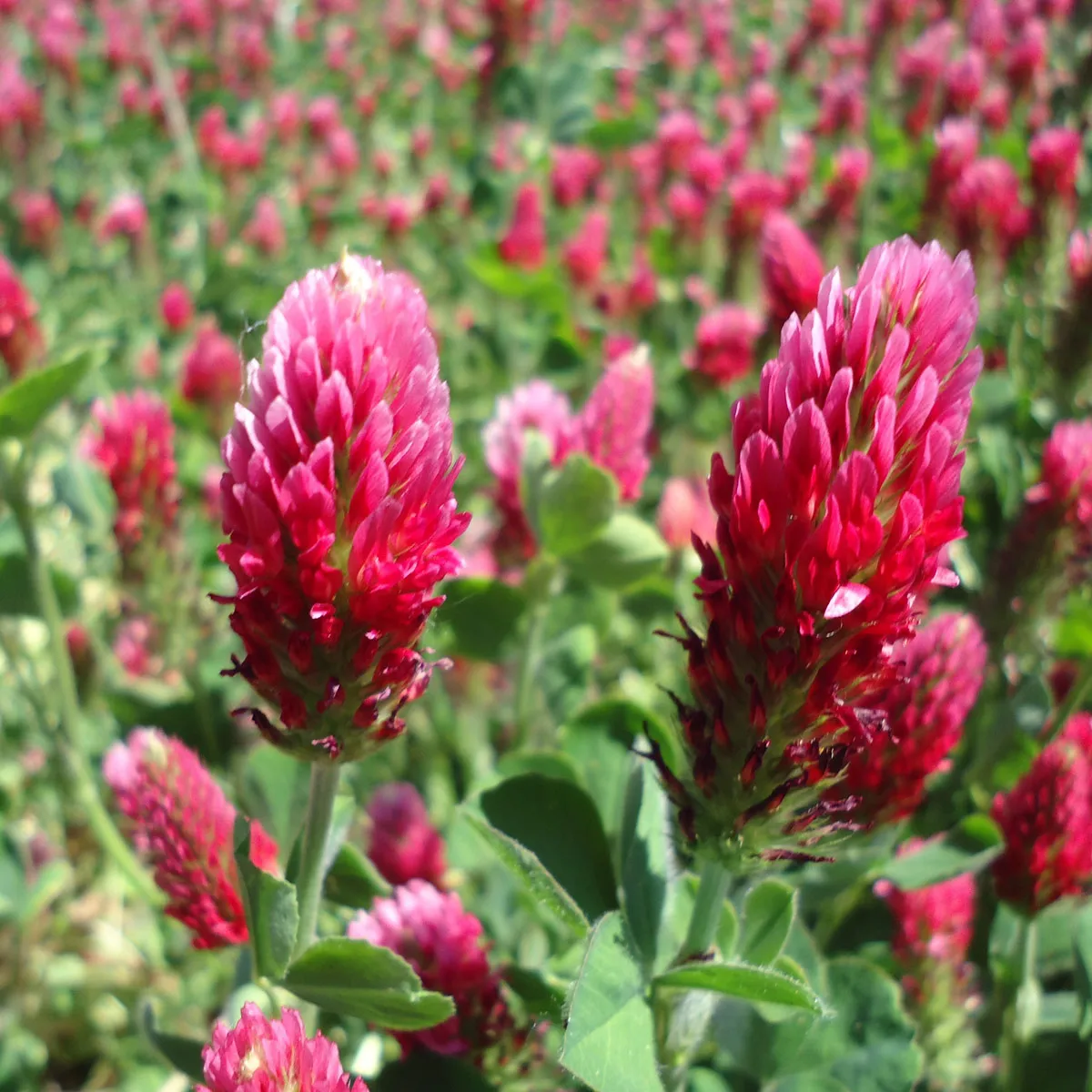 Inkarnatklee (Trifolium incarnatum) Samen
