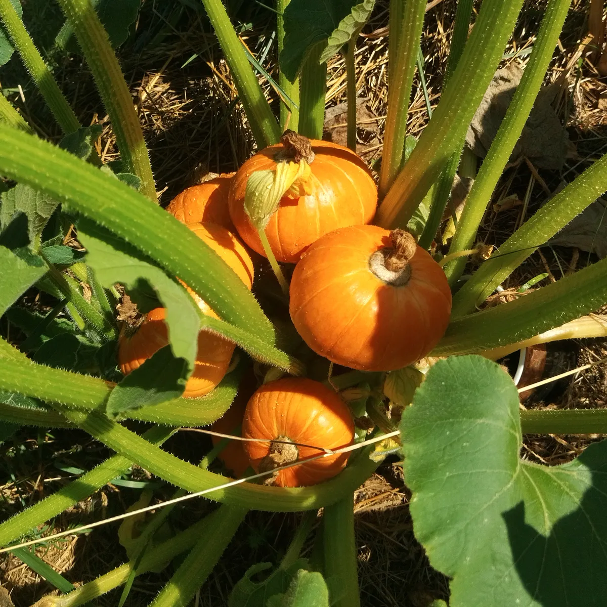 Kürbis 'Golden Nugget' (Cucurbita maxima) Samen