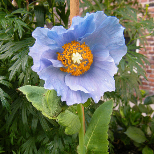 Hemelsblauwe bloem van de Himalayablauwe klaproos (Meconopsis betonicifolia) met gele meeldraden