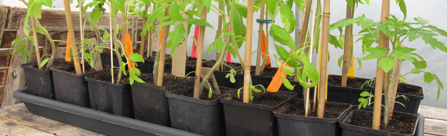 Jonge tomatenplanten