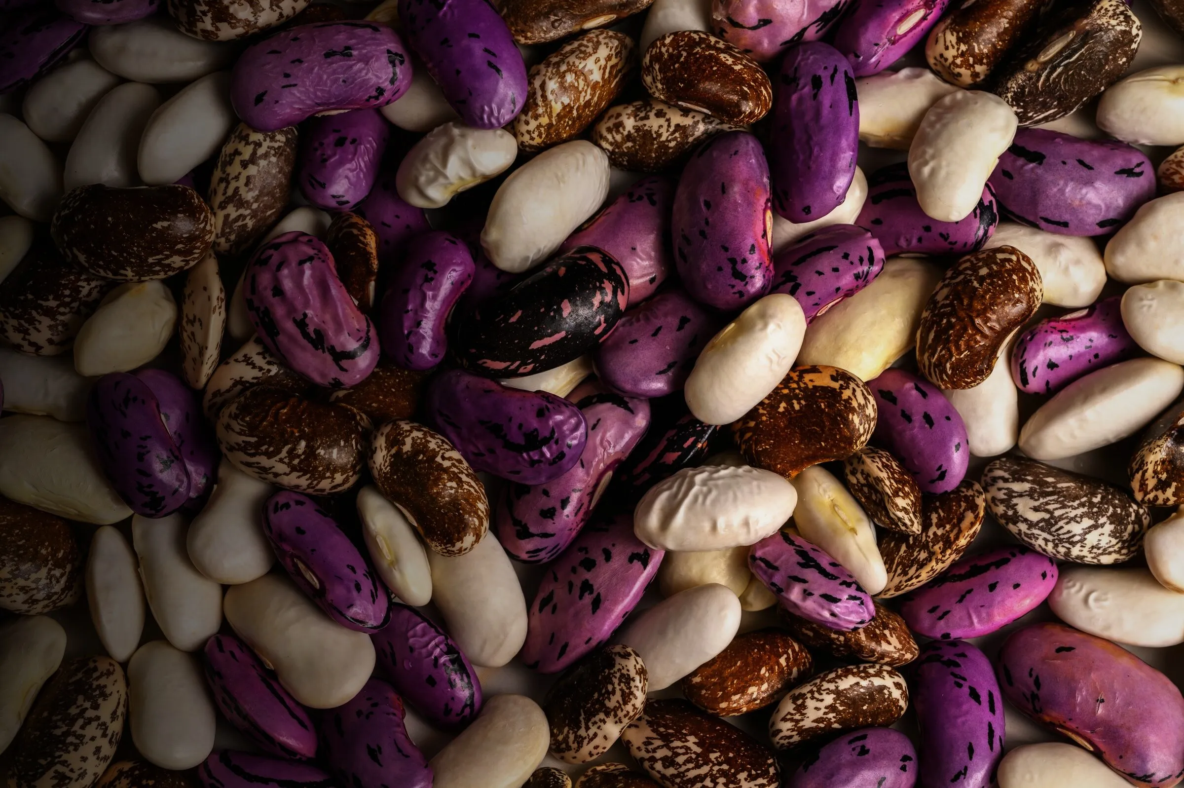 Gesprenkelte Bohnensamen in Violett, Braun und Creme