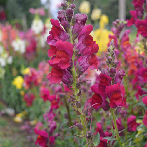 Bloeiende leeuwenbekken (Antirrhinum majus) in rood, roze, geel en wit in een border