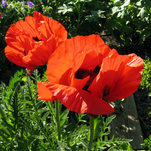 Oosterse klaproos (Papaver orientale) met grote felrode bloemen