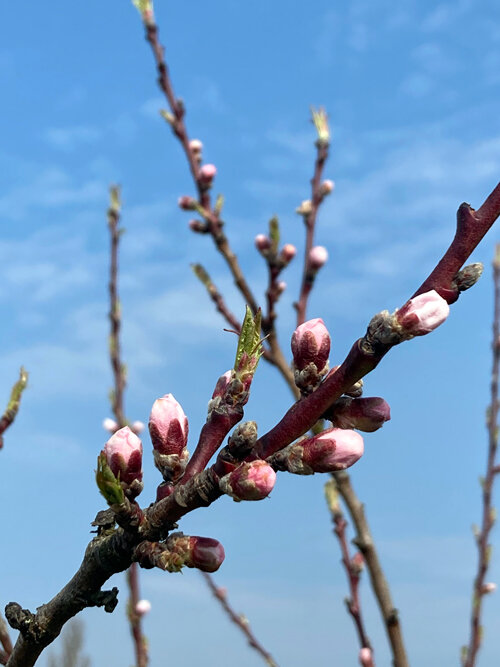 Roze perzikknoppen aan een tak tegen een blauwe lucht
