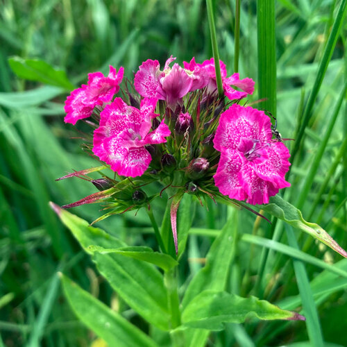 Duizendschoon (Dianthus barbatus) met roze, wit getekende bloemen