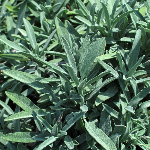Zilvergroene bladeren van echte salie (Salvia officinalis)